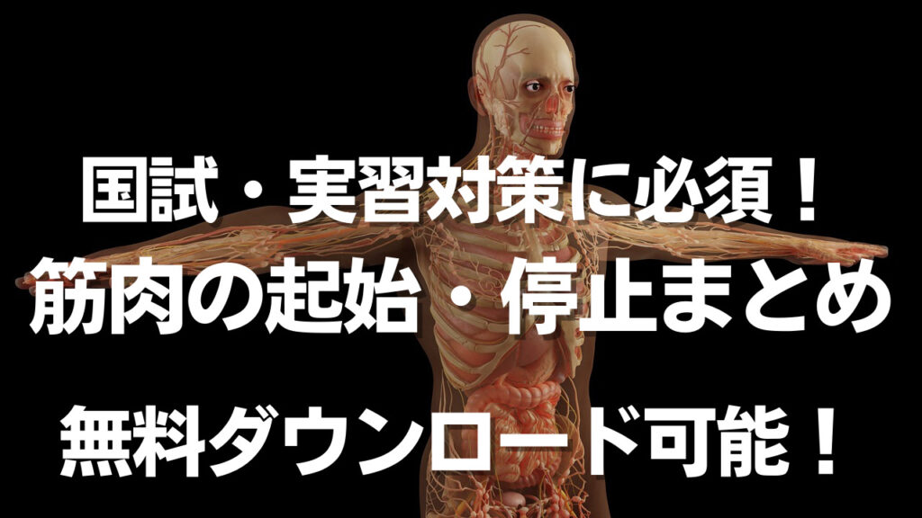 国試 実習対策 筋肉の起始 停止の一覧まとめ 無料dl可